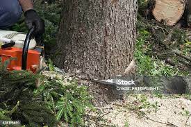 Best Tree Maintenance Programs  in La Conner, WA
