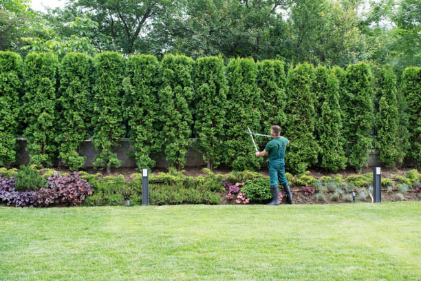 Organic Lawn Care Solutions in La Conner, WA