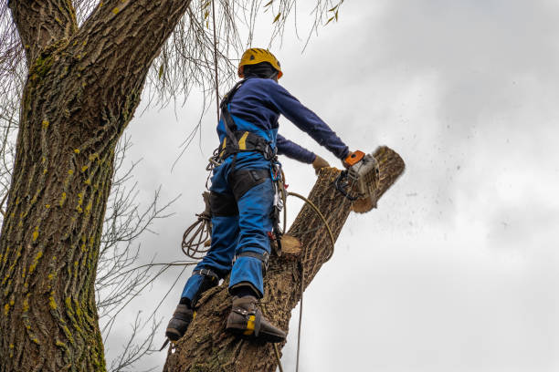 Best Tree Disease Treatment  in La Conner, WA